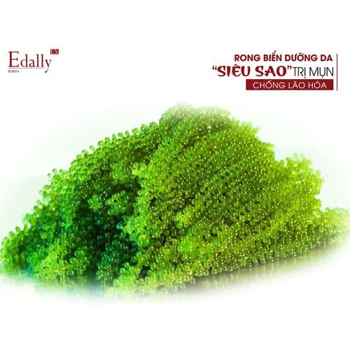  Rong biển dưỡng da: “siêu sao” trị mụn, chống lão hóa cho chị em